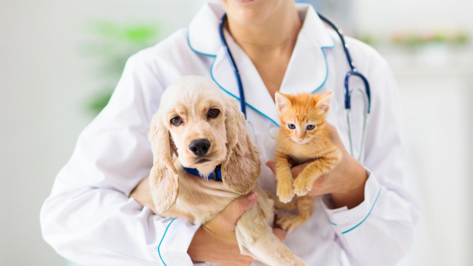 The Ultimate Guide to Finding the Best Veterinary Clinic in Dubai