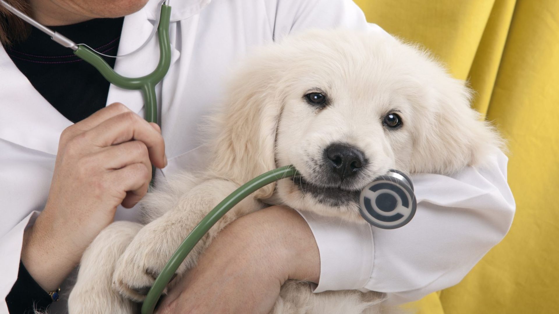 Unveiling Dubai's Top Veterinary Hospital: Your Pet's Ultimate Care